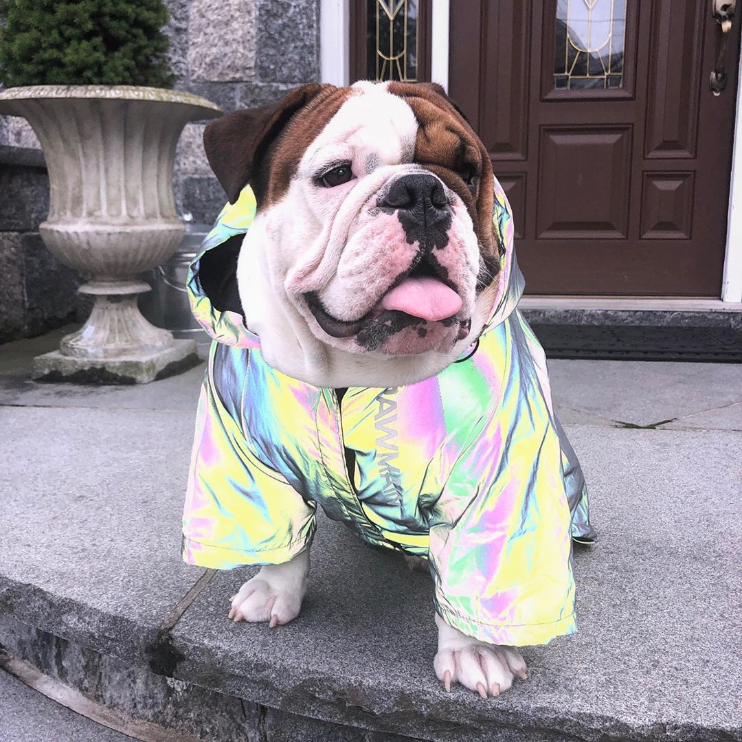 Windproof and Rainproof Stormtrooper Coat North Dog Face for Medium Large Dog